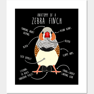 Zebra Finch Anatomy Posters and Art